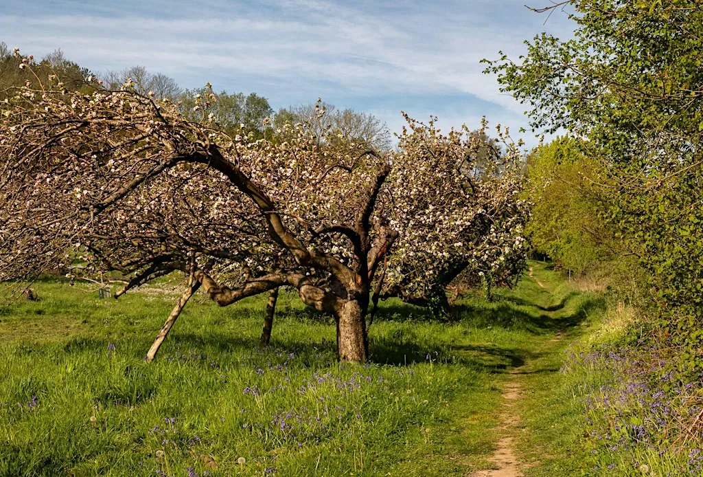 Guided Tour of No Man’s Orchard, Chartham