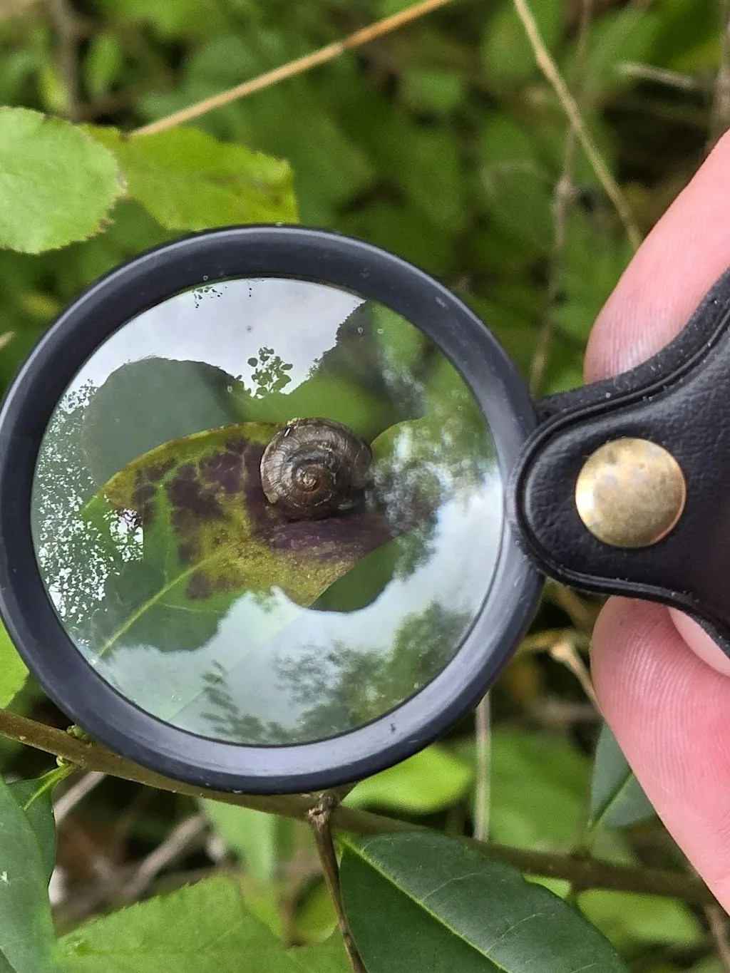 Snap & Social: Halton Nature Watch - The Bongs