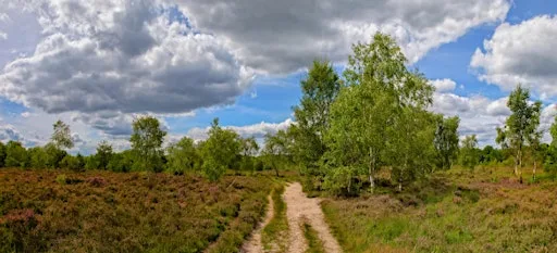 OneClub Family Walk + Social | Whitmoor Common at Whitmoor Common