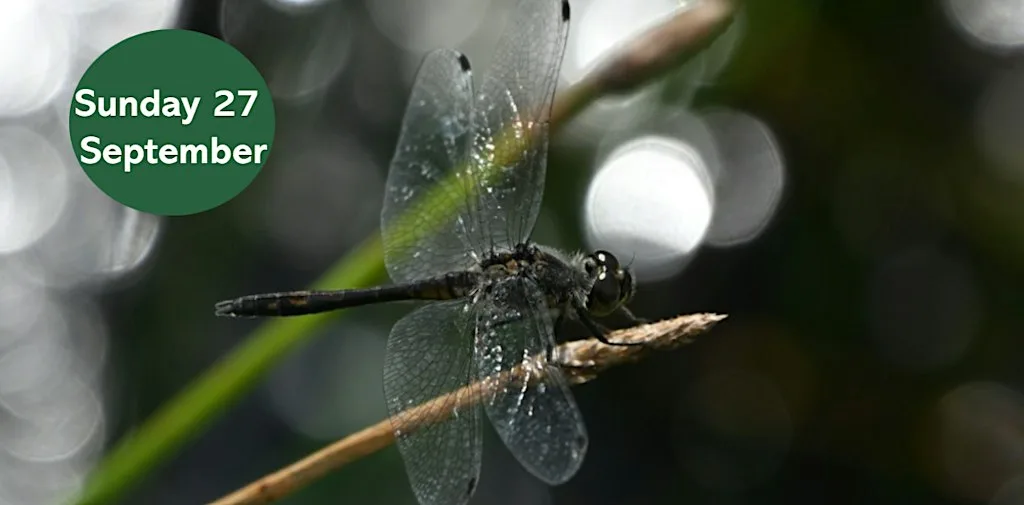 Dragonfly Walk at Gosforth Nature Reserve at Gosforth Nature Reserve