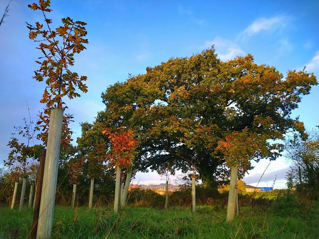 Half Term Tree Planting at Mosshayne Farm at Mosshayne Farm
