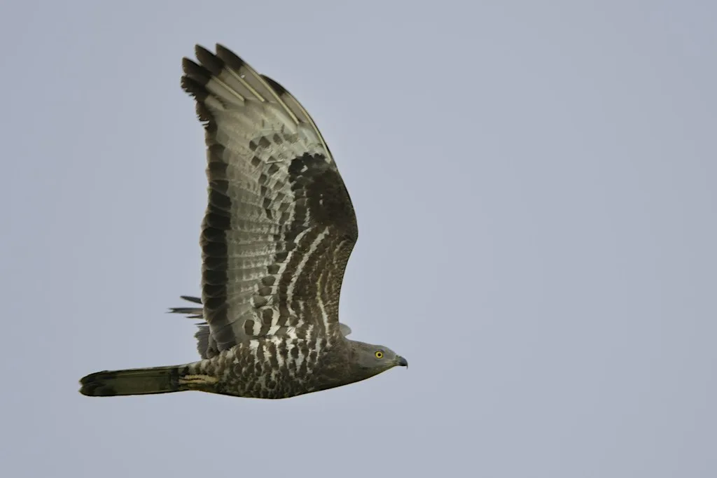 The Honey-buzzard