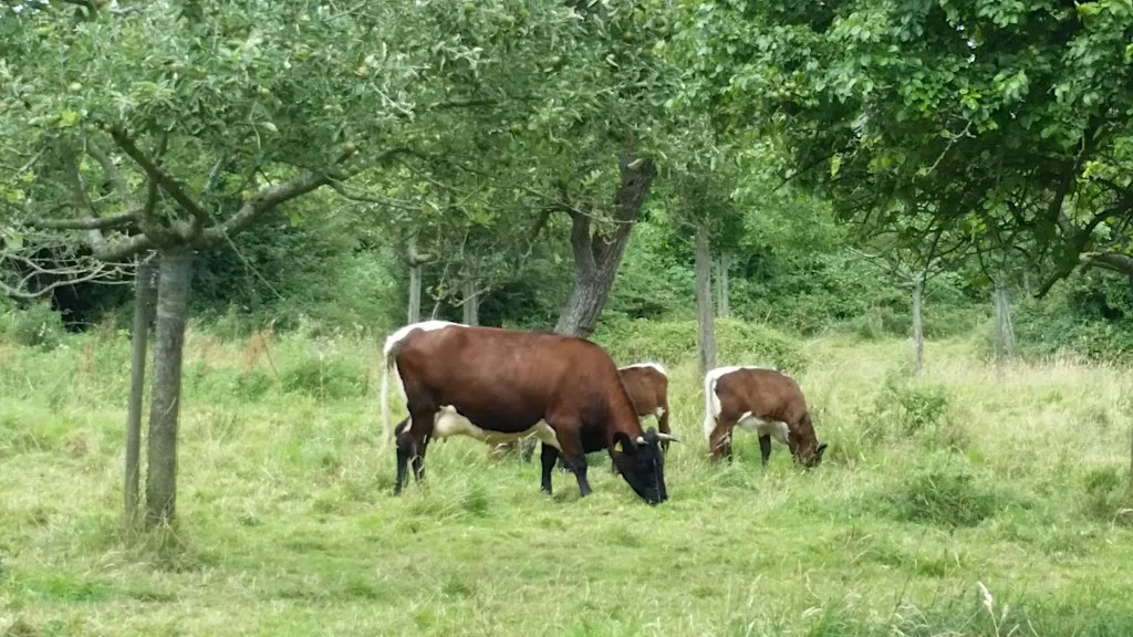 Trees for Farms and Rivers: Agroforestry for a Resilient Dee Catchment at Huxley Village Hall