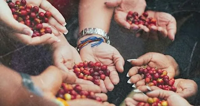 Seed Squish & Sort at the Tree Nursery