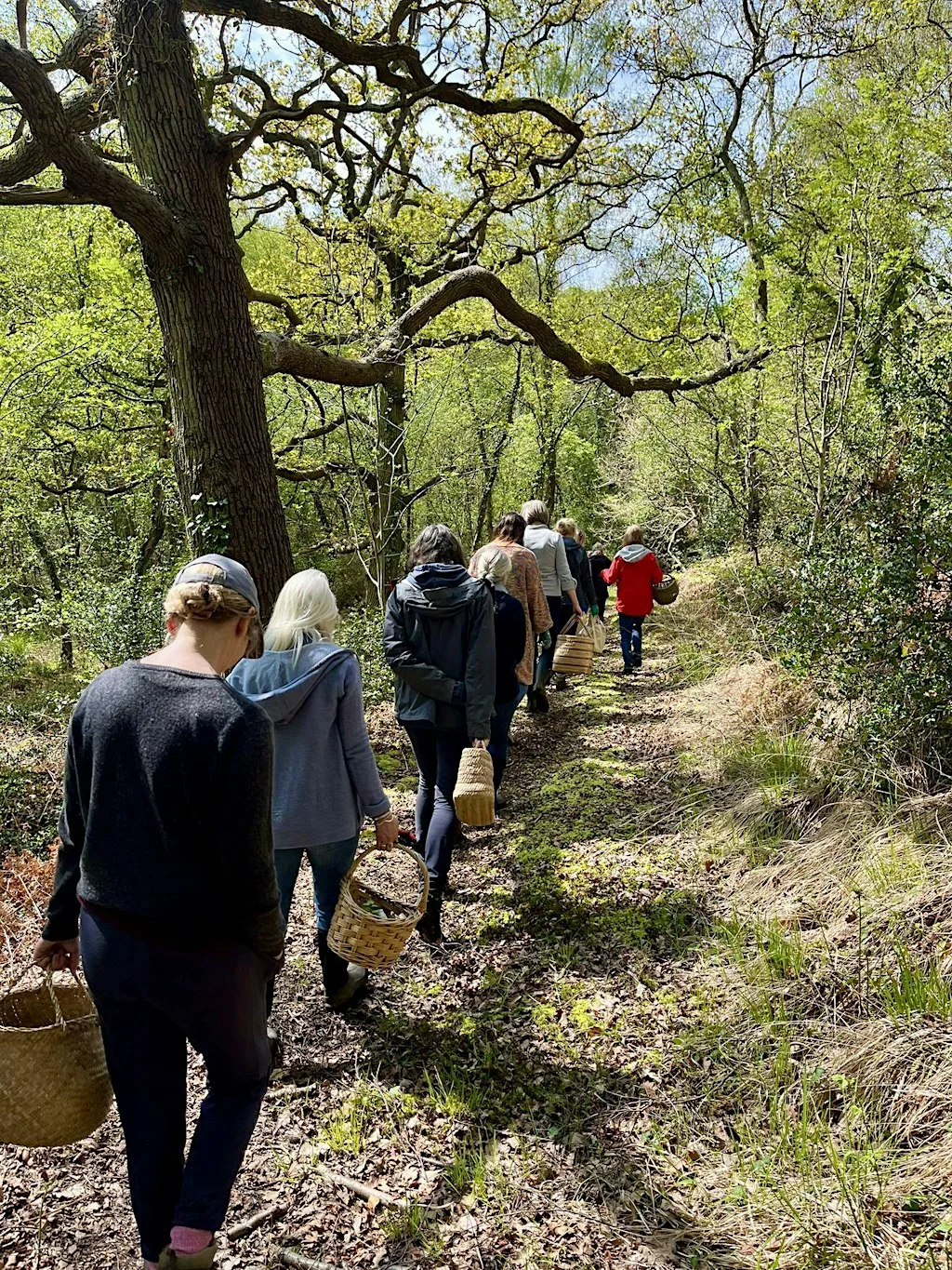 Medicine of the Hedgerow: An Autumn Forage & Workshop at Wildwood