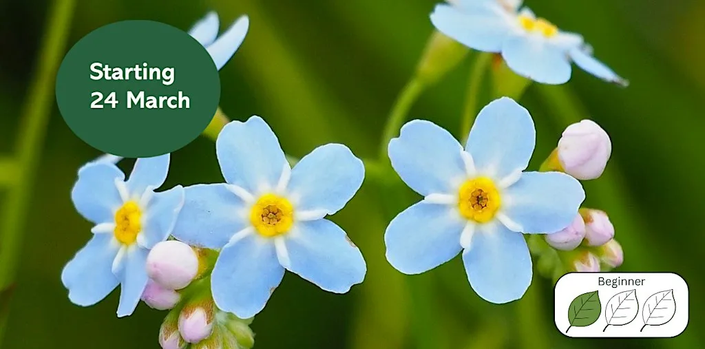 Wildflower ID Through the Seasons at Gosforth Nature Reserve