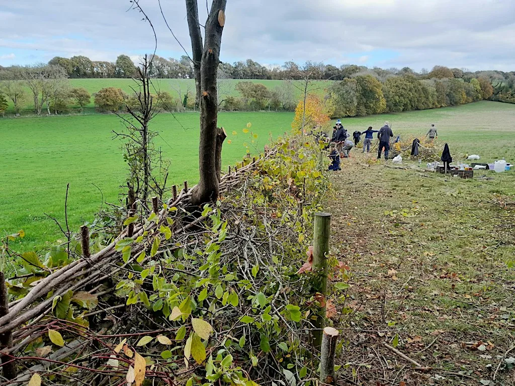Hedge Laying Taster Day