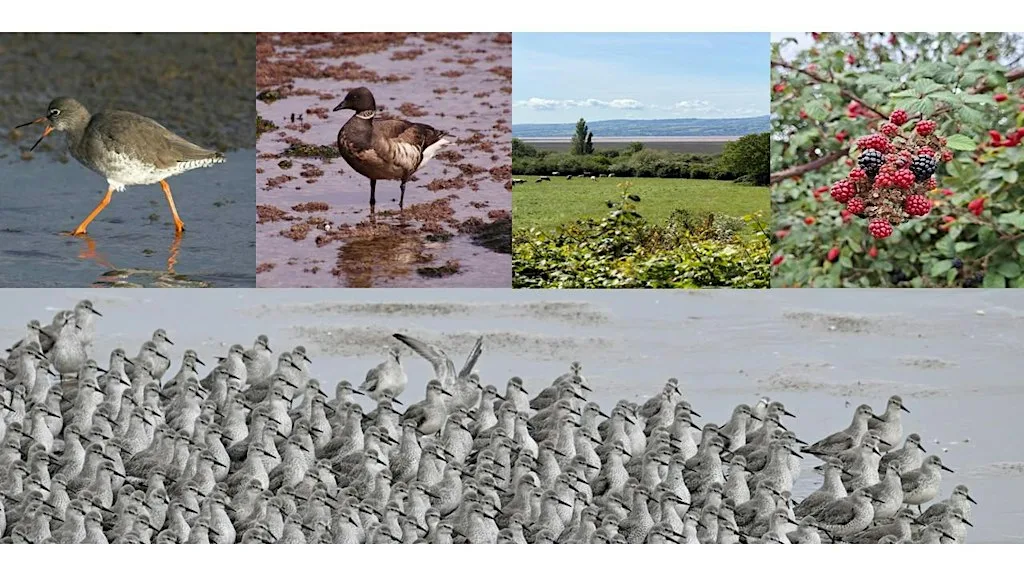 Redshanks, redwings & rosehips: a bird watching walk around Thurstaston at Wirral Country Park & Thurstaston Visitor Centre