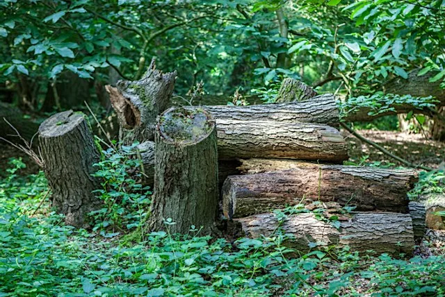 Berkhamsted Habitats & Hibernacula