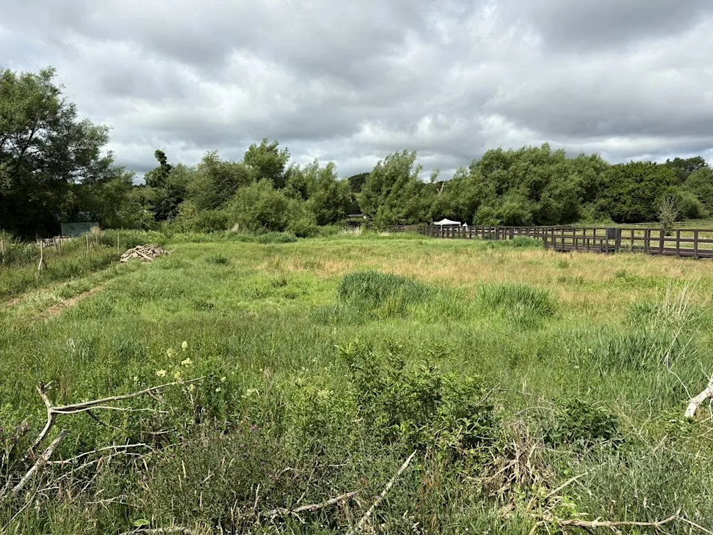 Green Thursday River Bank Works at Misbourne Valley Nature Reserve