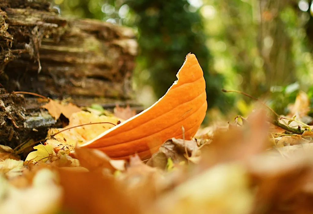 Halloween Family Bushcraft at Attenborough Nature Centre