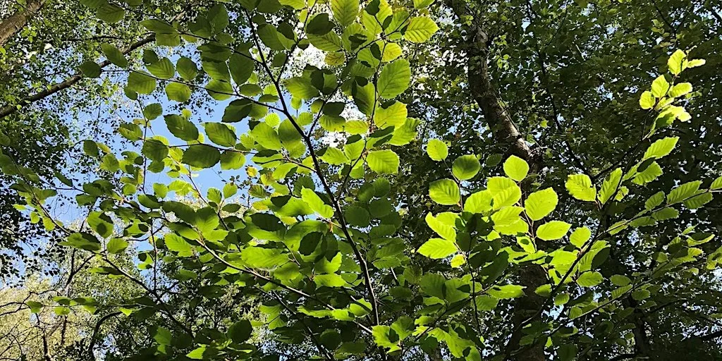 Forest Bathing Walk at RSPB Arne