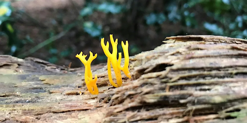 Forest Bathing Walk - Autumn Exploration with Hot Chocolate at Holt Wood