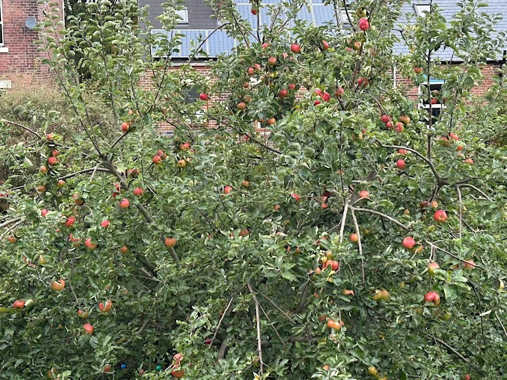 Lillington Autumn Abundance Event