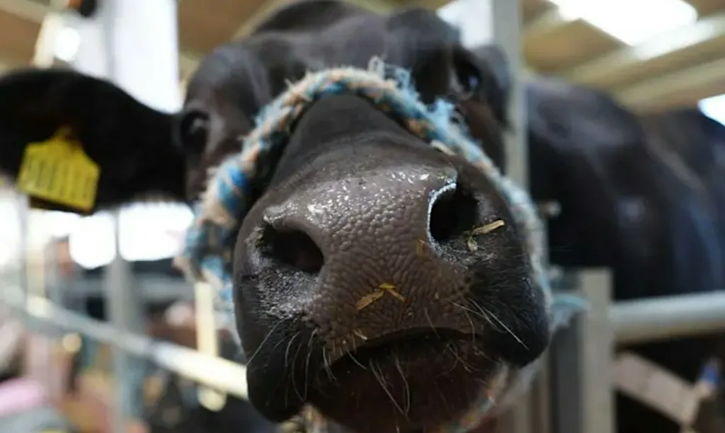 Bluetongue Farmer Breakfast - Griggs