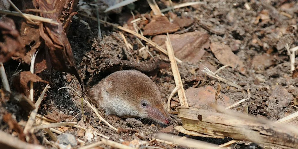 Small Mammal Trapping and Talk for adults - Woolley Firs, Maidenhead, Thursday 19 November