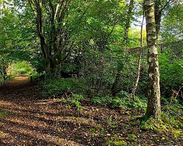 Den Building in the Summerlee Woods