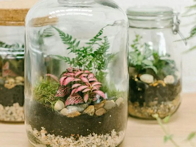 Bottle Terrarium Workshop