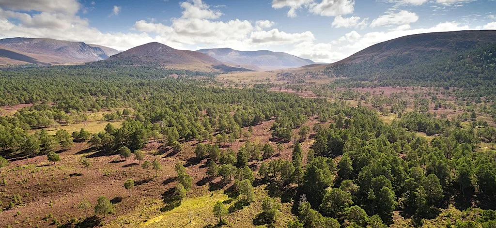Rewilding - breathing new life into Scotland’s wild places