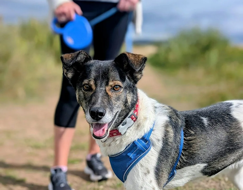 Waggy Walk at Dawlish Warren