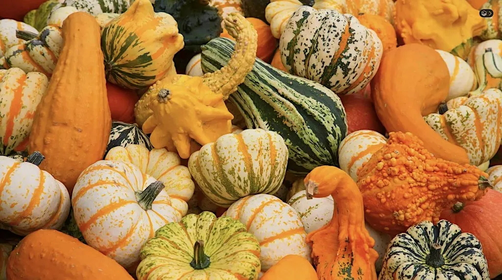 B*TCH & STITCH HALLOWEEN QUIZ SPECIAL | Manchester Wool & Yarn at Manchester Wool & Yarn