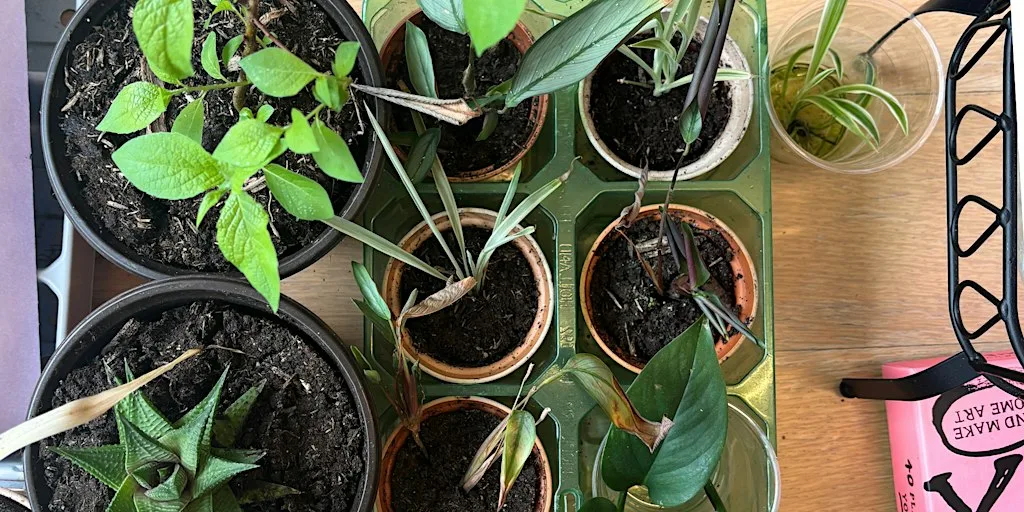 Plant Swap at Golden Thread Gallery