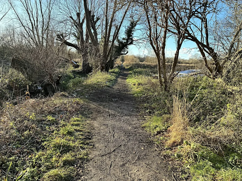Loss Walk at South Norwood Country Park Forest Bathing