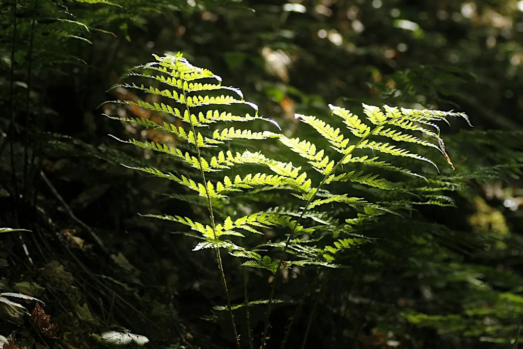 Sunday Social: Albrighton Circular - 7.5 miles