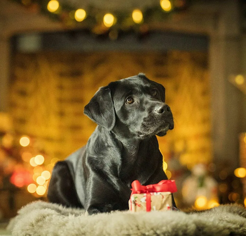 Christmas Light Trail at The Grange at Hearing Dogs for Deaf People