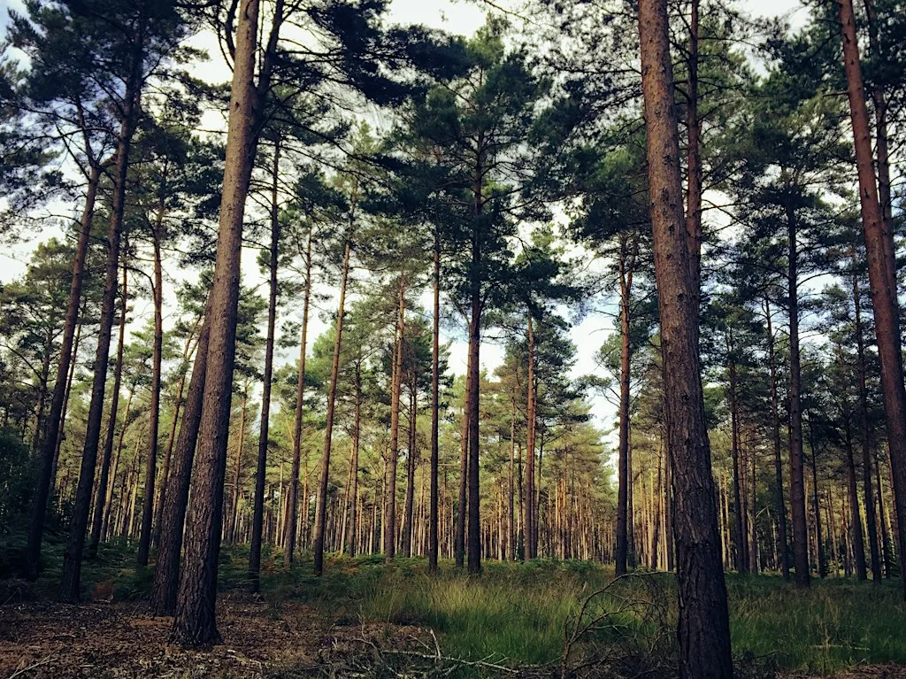 OneClub Family Walk + Social | Swinley Forest