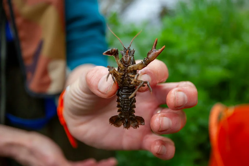 Quicke’s Farm Crayfish River Walk with Wildwood Trust