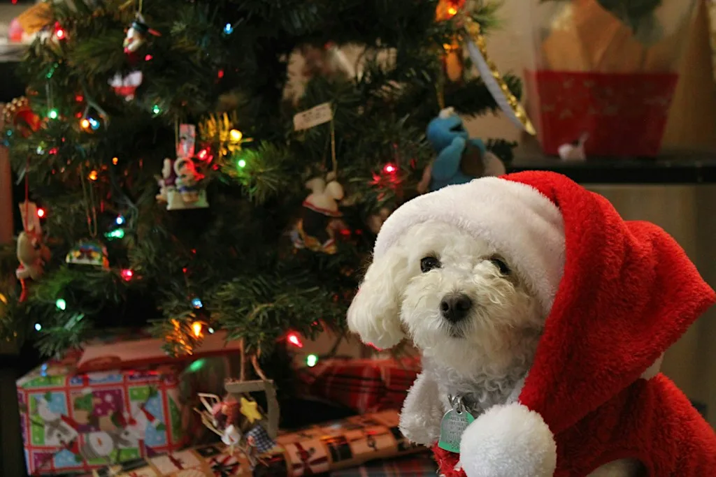 Santa Paws at Sprowston St Georges Christmas Market at St. George's R C Church