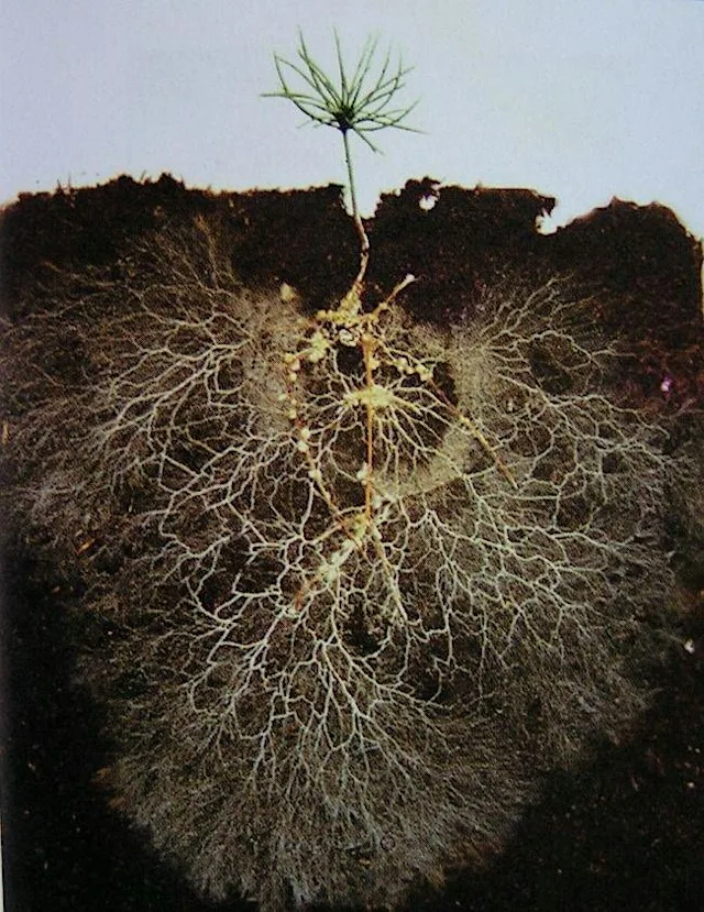 Living Soil, Better Growing at Norton Village Hall