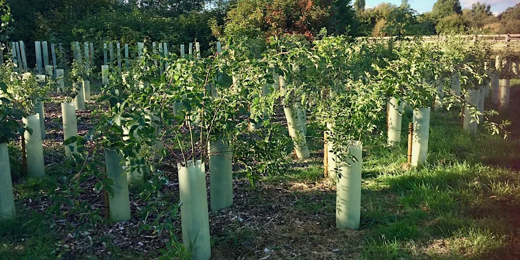 Trinity Meadow community tree planting event Saturday 21st November 2026