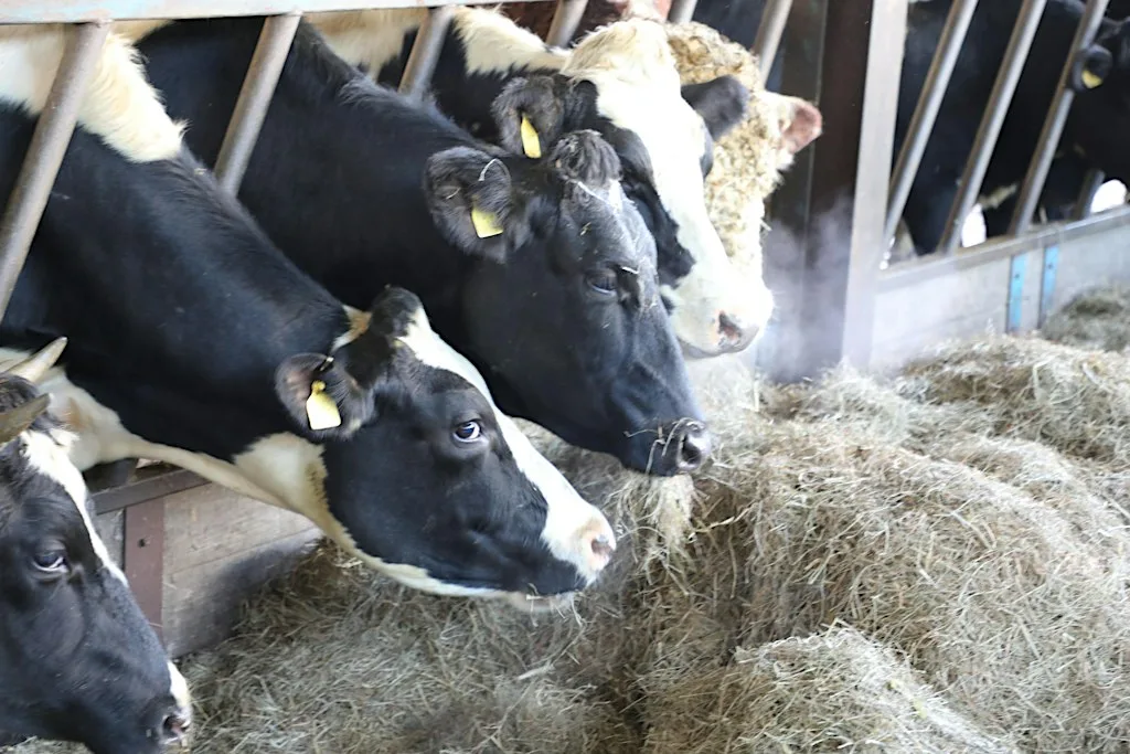 From Legumes to Livestock | A NUE-Leg Workshop (Trenance Farm)
