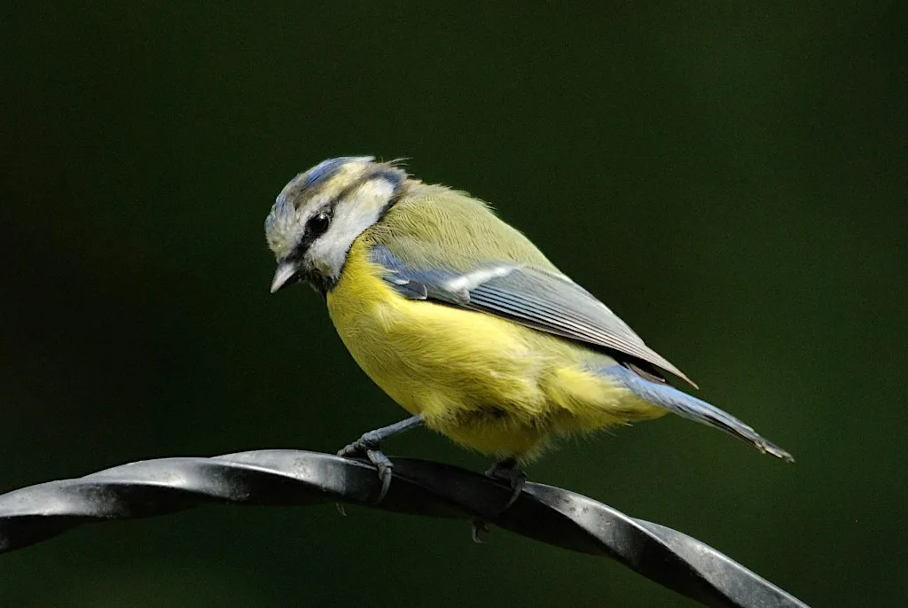 Walk in Knightswood Park