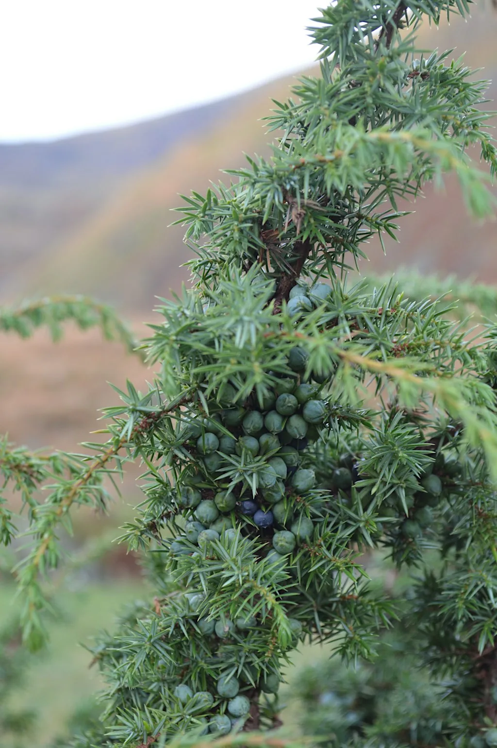 Plant Allies Immersion: Juniper at Grass Roots Remedies Co-operative