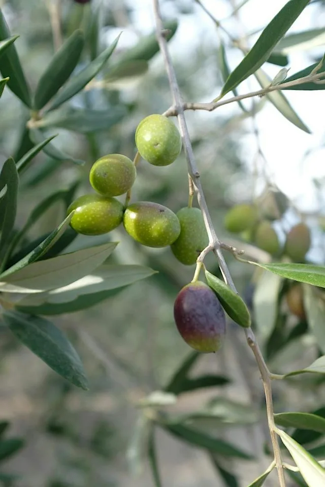 New Season Olive Oil Tasting
