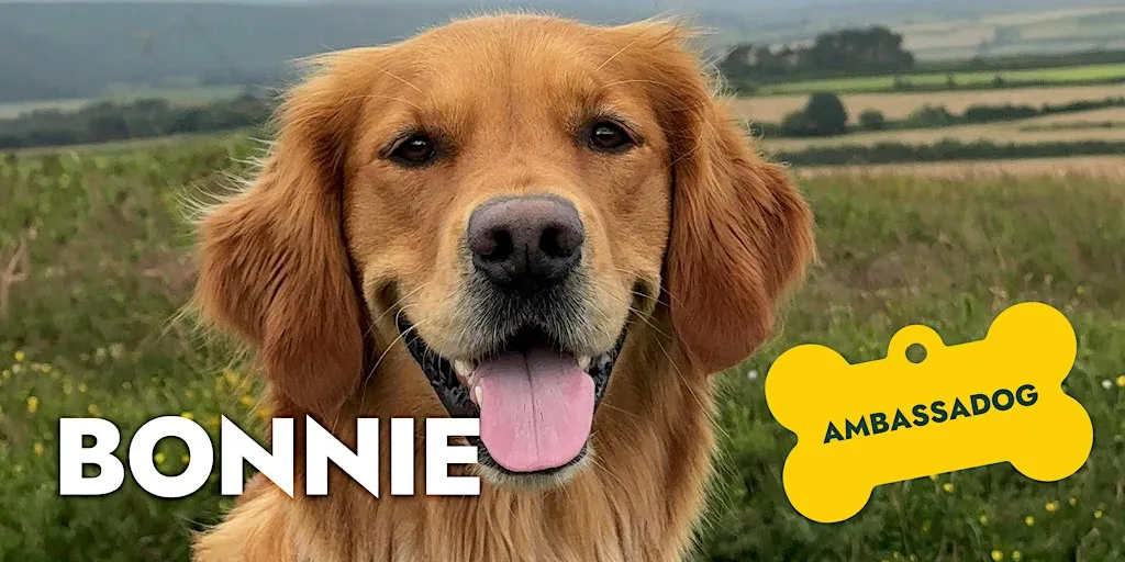 Great British Walkies: Community dog walk with Faye Winter and Bonnie