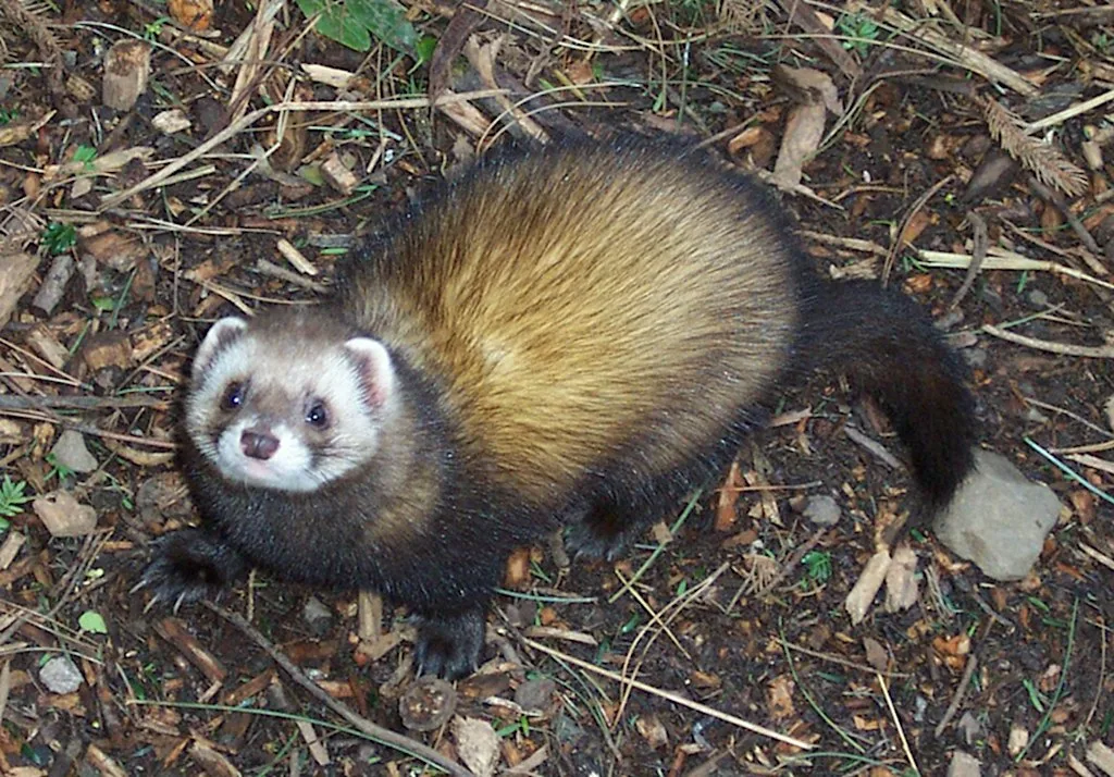 A Marvellous Mustelid - the Polecat!