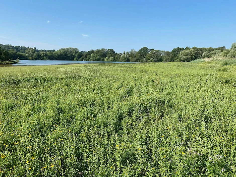 Conservation Morning at Spade Oak at Muschallik Road