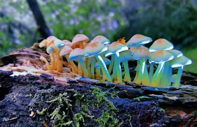 'Connections' Sensory Night Walk at Whitecraigs