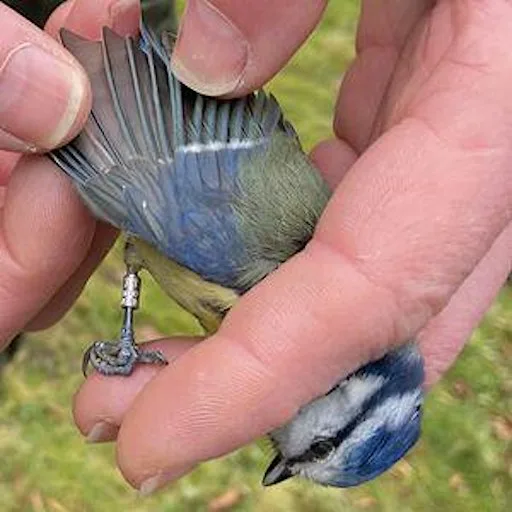 Bird Ringing - Woolley Firs, Saturday 28th November at Woolley Firs Environmental Education Centre