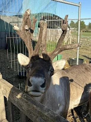 Santa & Reindeer experience at Hayling Island Community Centre Association