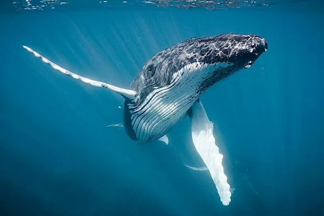 Greenpeace Surrey 'Listen to the Oceans': Open Discussion event at ZERO