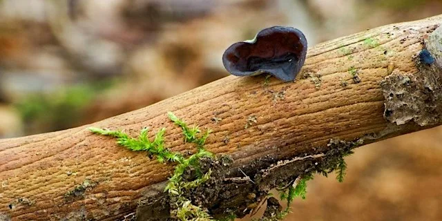 Fascinating Fungi Workshop at Queenswood Country Park and Arboretum