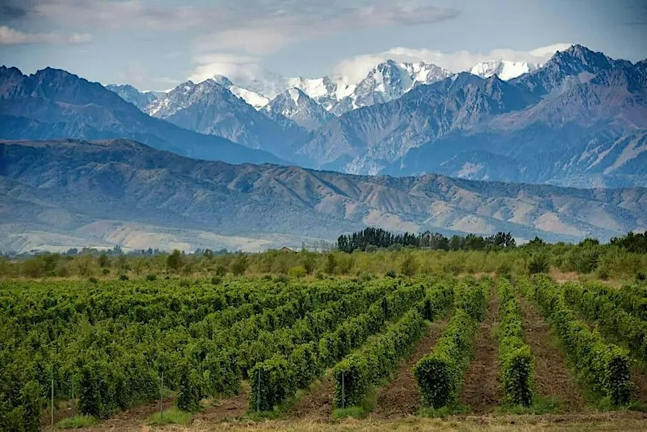 World of Wine Tasting: Argentina with Tomas from Vinyes Ocults