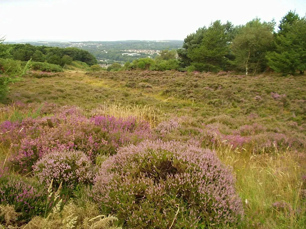 Practical Volunteer Day - Pathside gorse cutting at Kincorth LNR at Kincorth Hill Local Nature Reserve