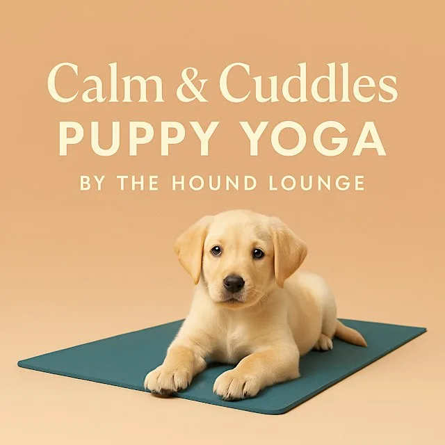 Puppy Yoga Experience at Yateley Industries Community Cafe & Spaces for Hire