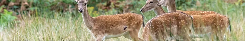 Landscape Scale Deer Management in Tendring